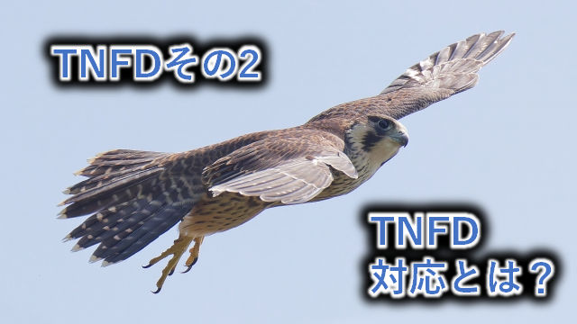 TNFD2